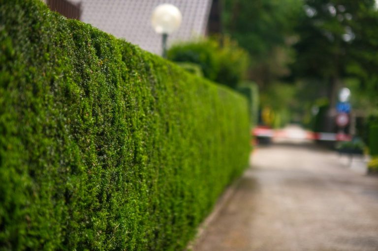 Grüne, formal geschnittene Hecke entlang eines Gehwegs mit Straßenlaterne im Hintergrund.